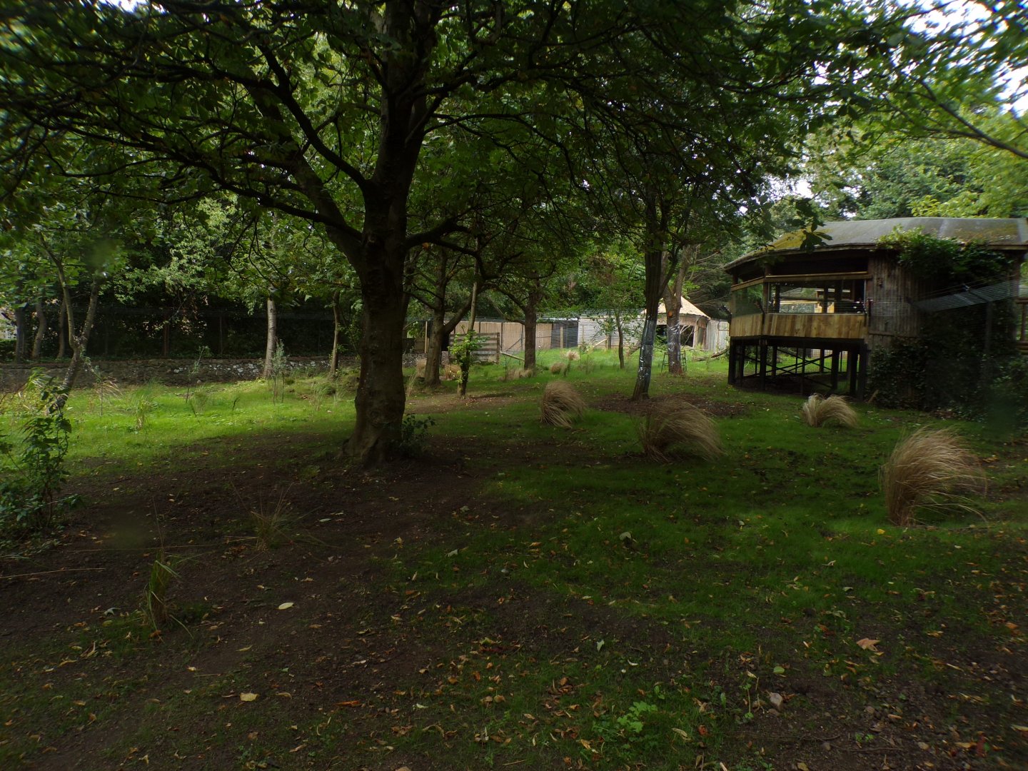 Cheetah enclosure 25.8.24