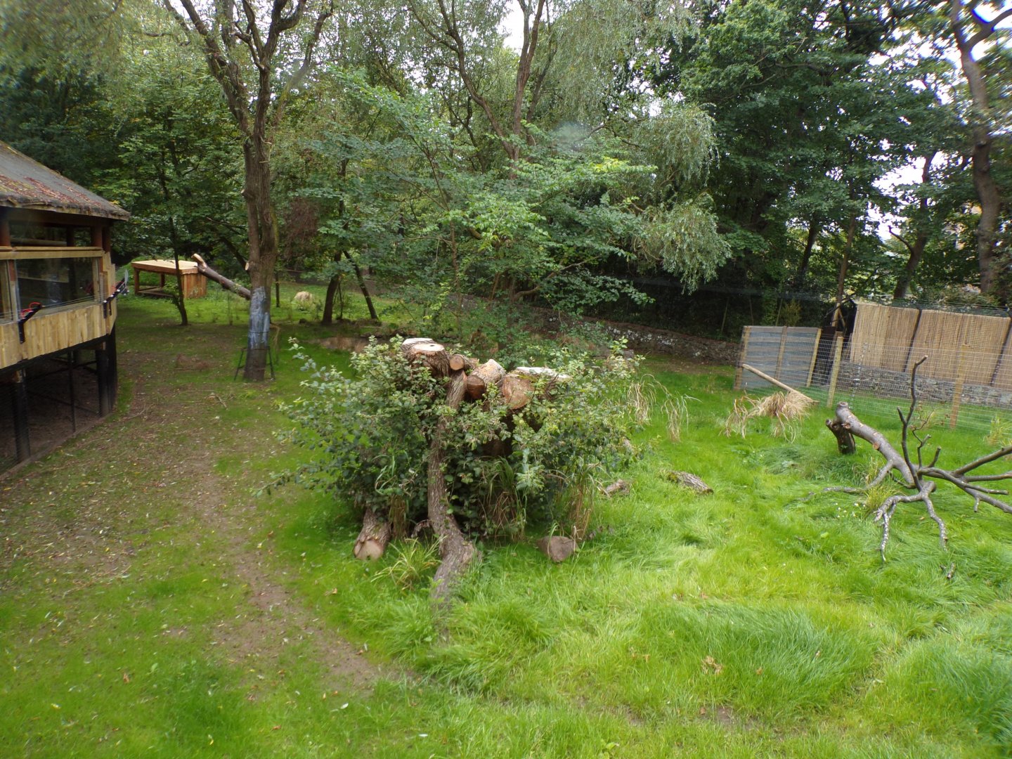 Cheetah enclosure 25.8.24