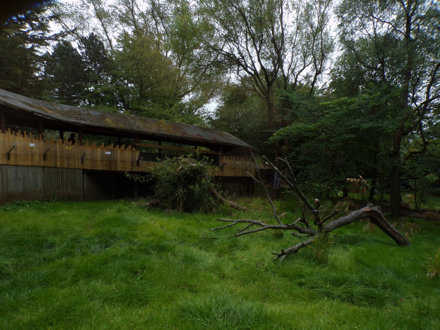 Cheetah enclosure 25.8.24