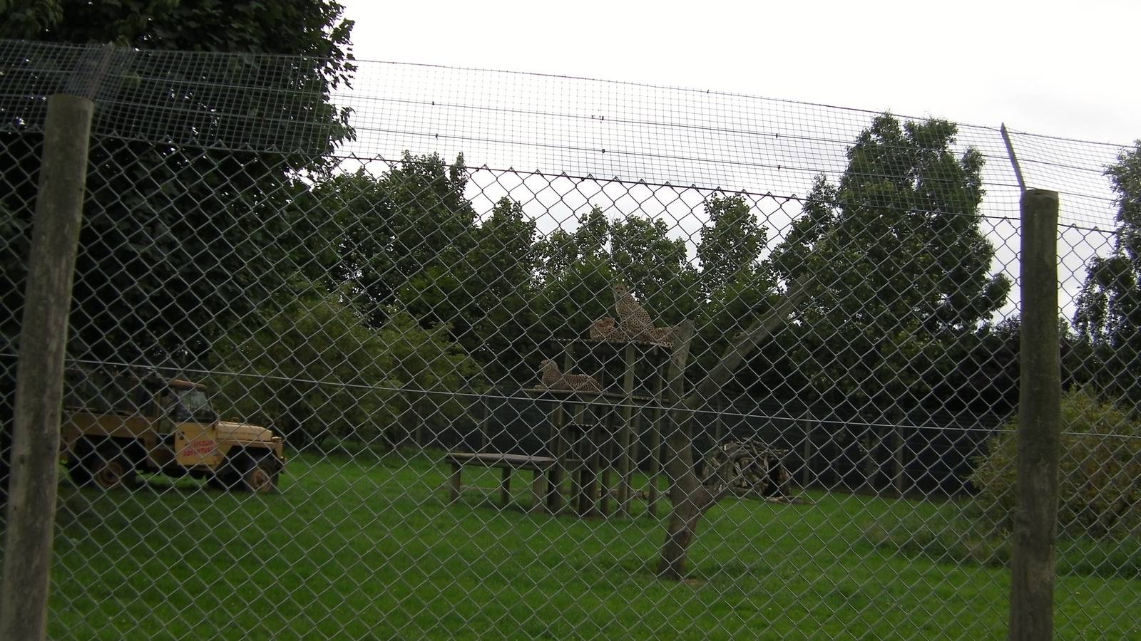 Cheetah Enclosure - 29.07.2011