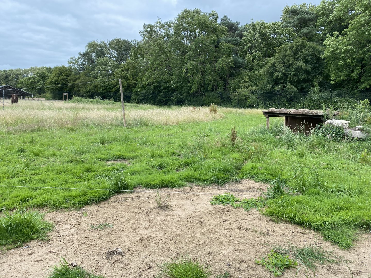 Cheetah enclosure 290620