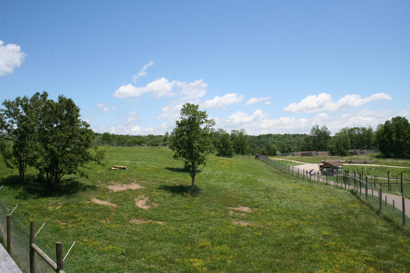 Cheetah Enclosure #3