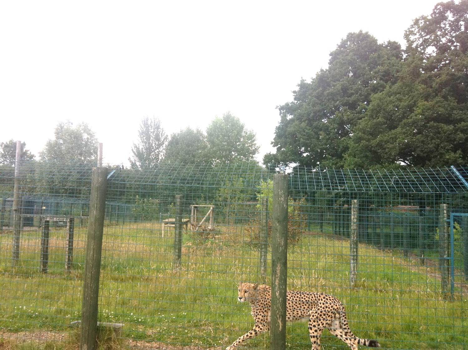 Cheetah Enclosure  (3rd July 2011)