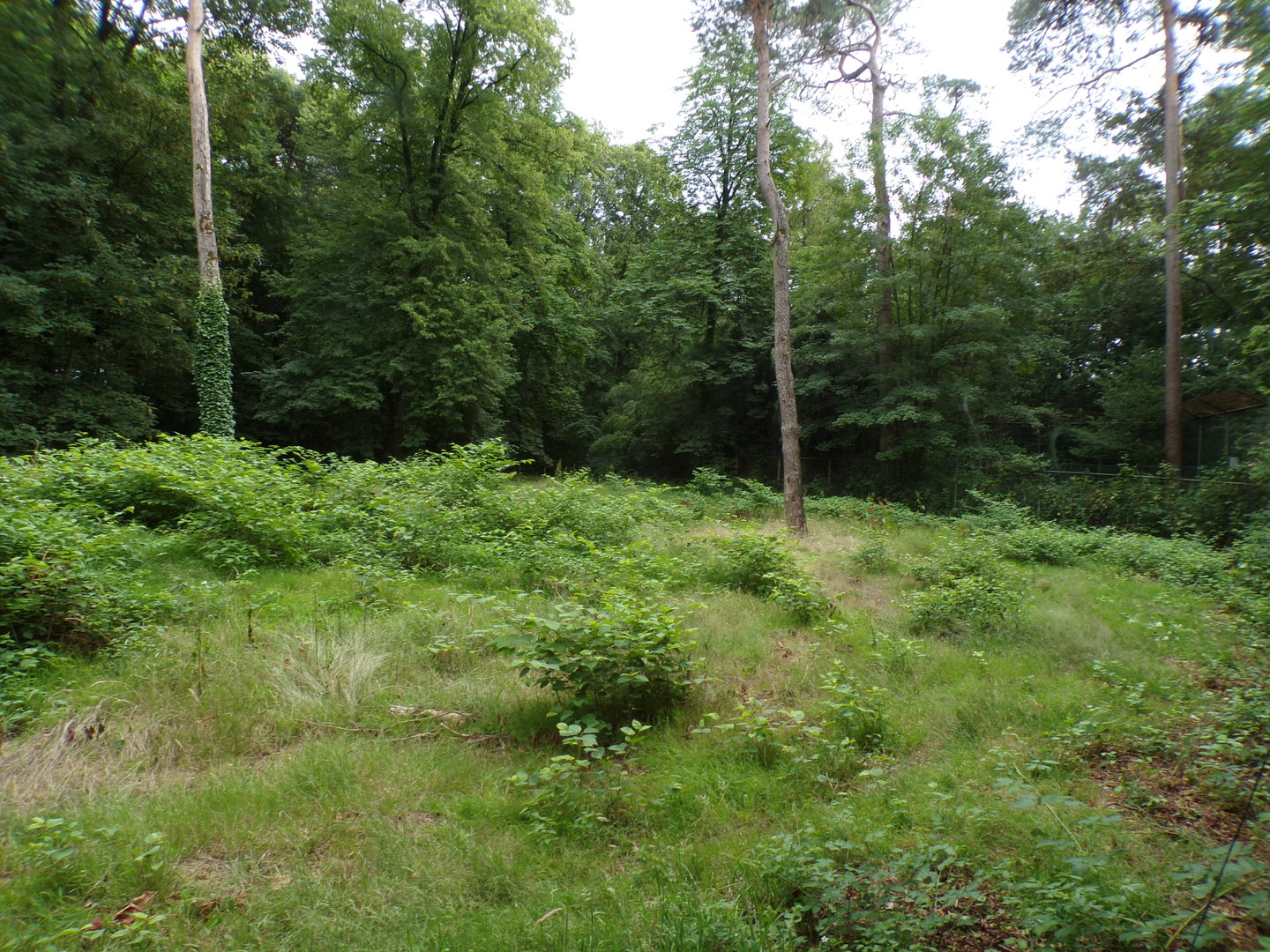 Cheetah enclosure 6.7.23