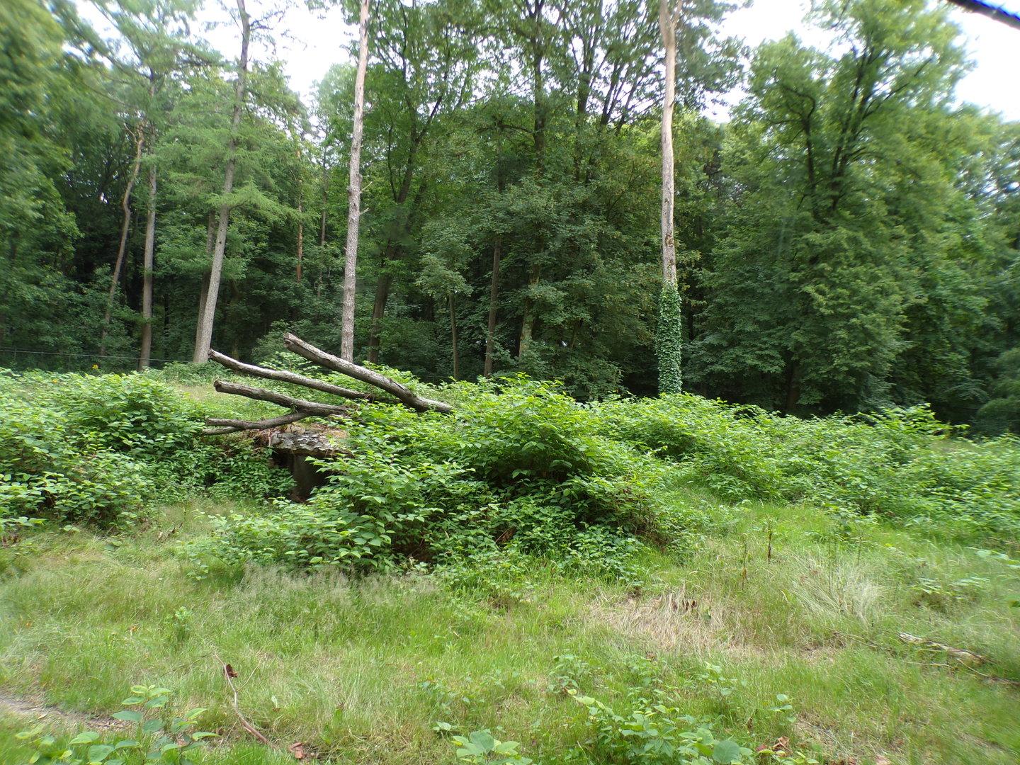 Cheetah enclosure 6.7.23