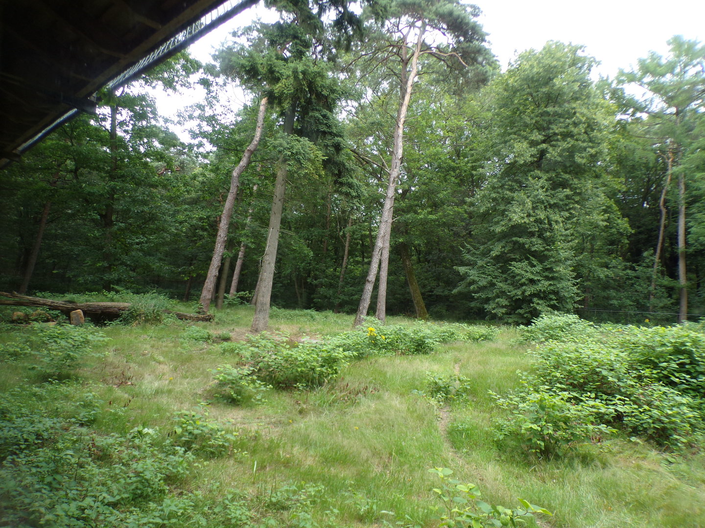 Cheetah enclosure 6.7.23