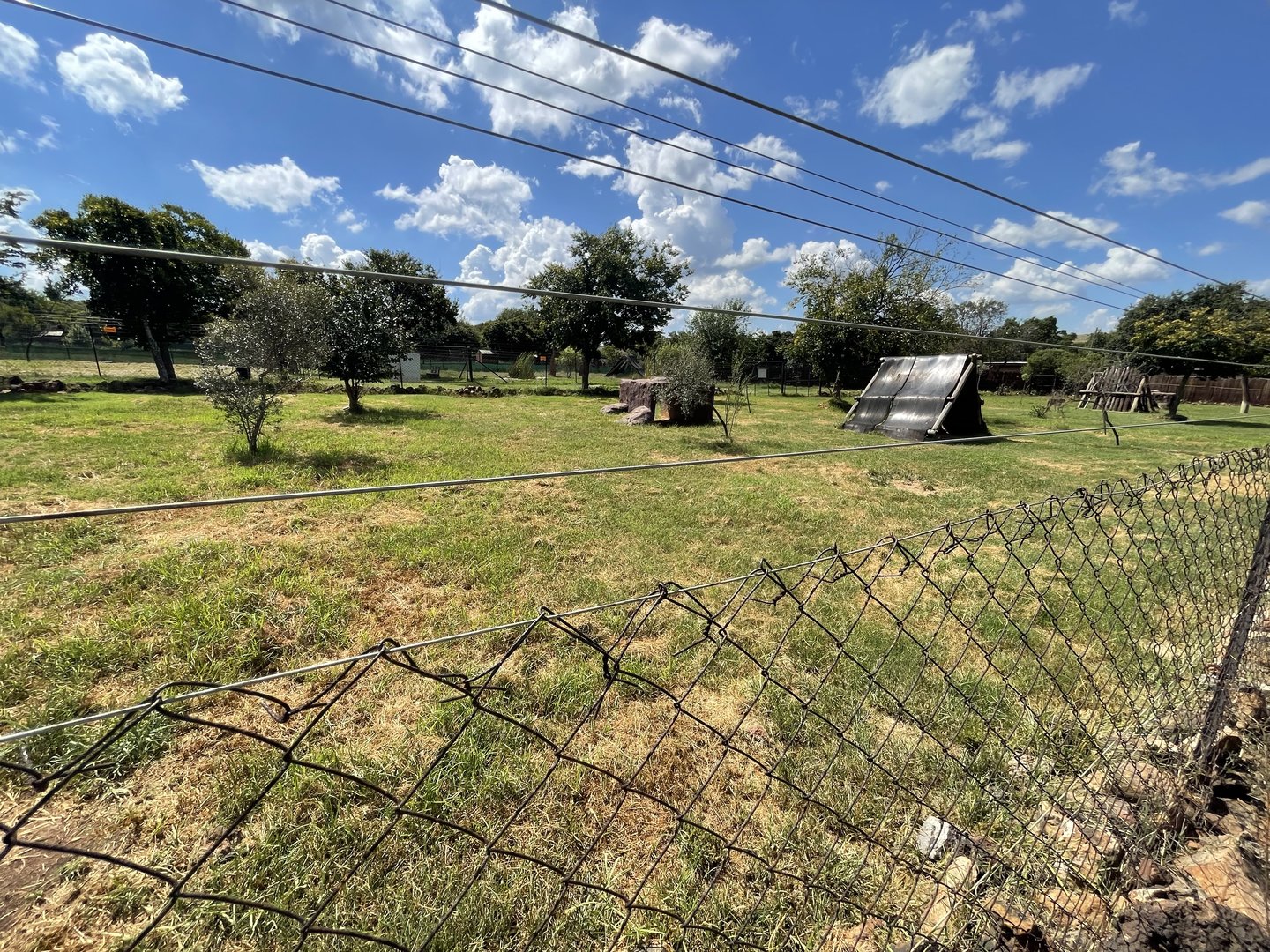 Cheetah Enclosure (Acinonyx jubatus)