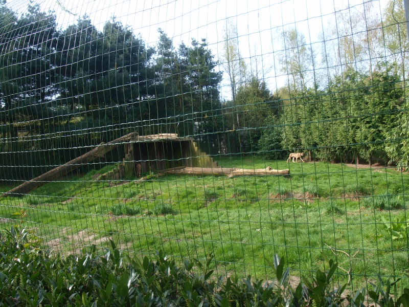 Cheetah enclosure (April 19th, 2015)