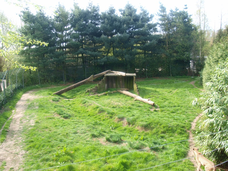 Cheetah enclosure (April 19th, 2015)