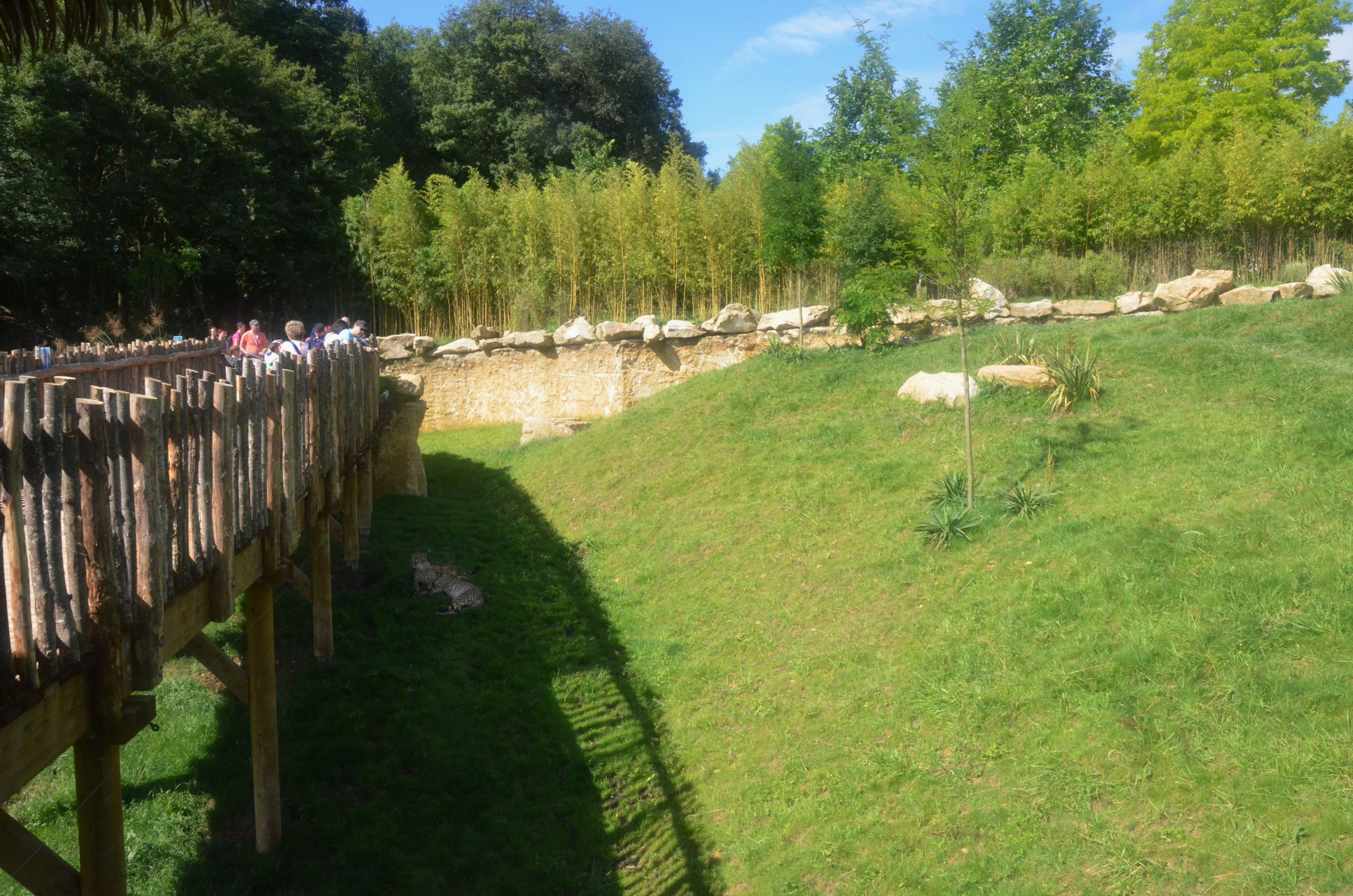 Cheetah Enclosure at Beauval, 12/06/18