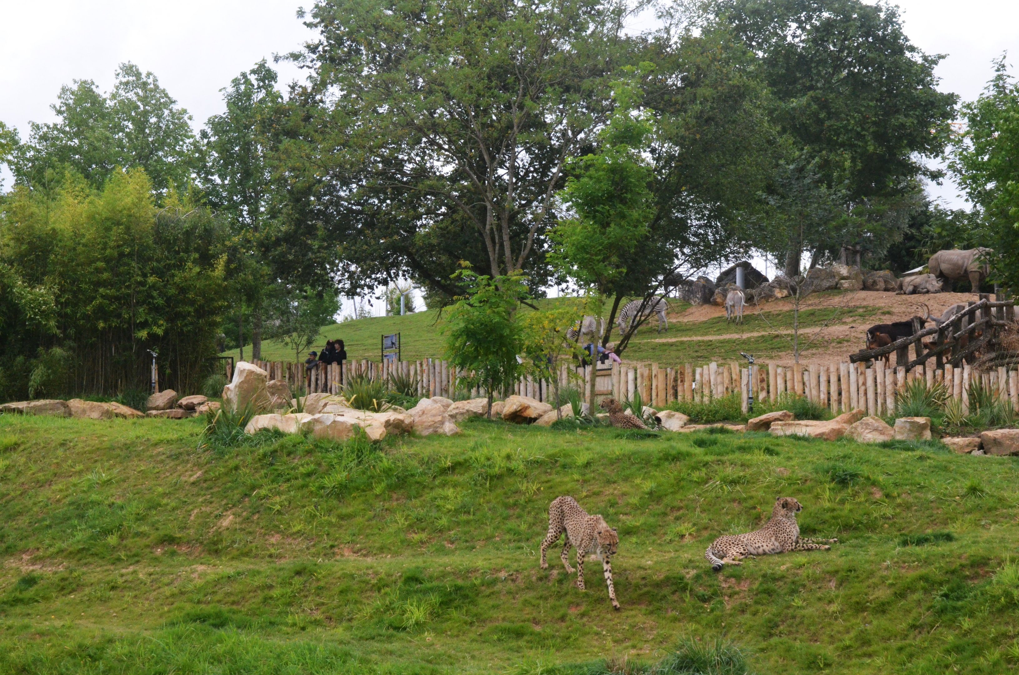 Cheetah Enclosure at Beauval, 12/06/18