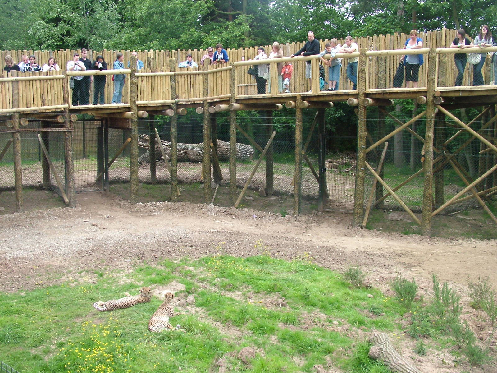 Cheetah enclosure at Chester Zoo June 2008