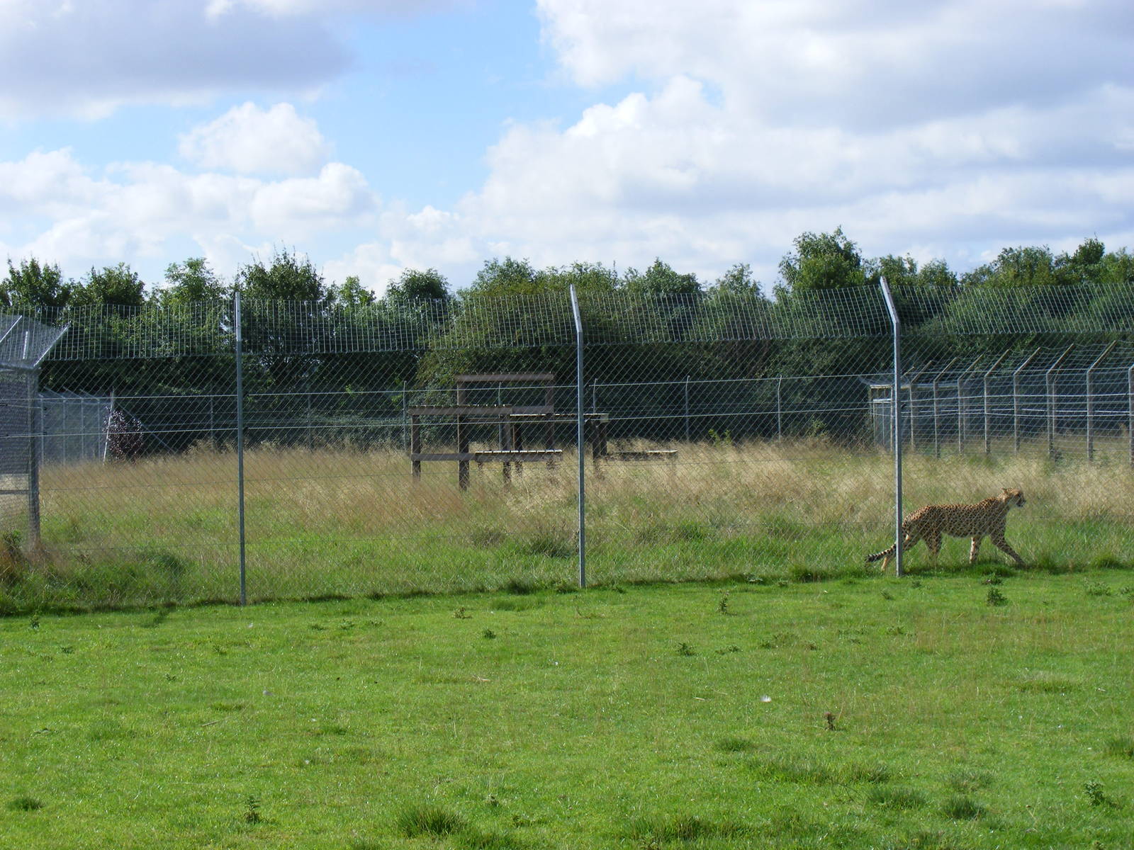Cheetah enclosure at Hamerton Zoo, 12 September 2010