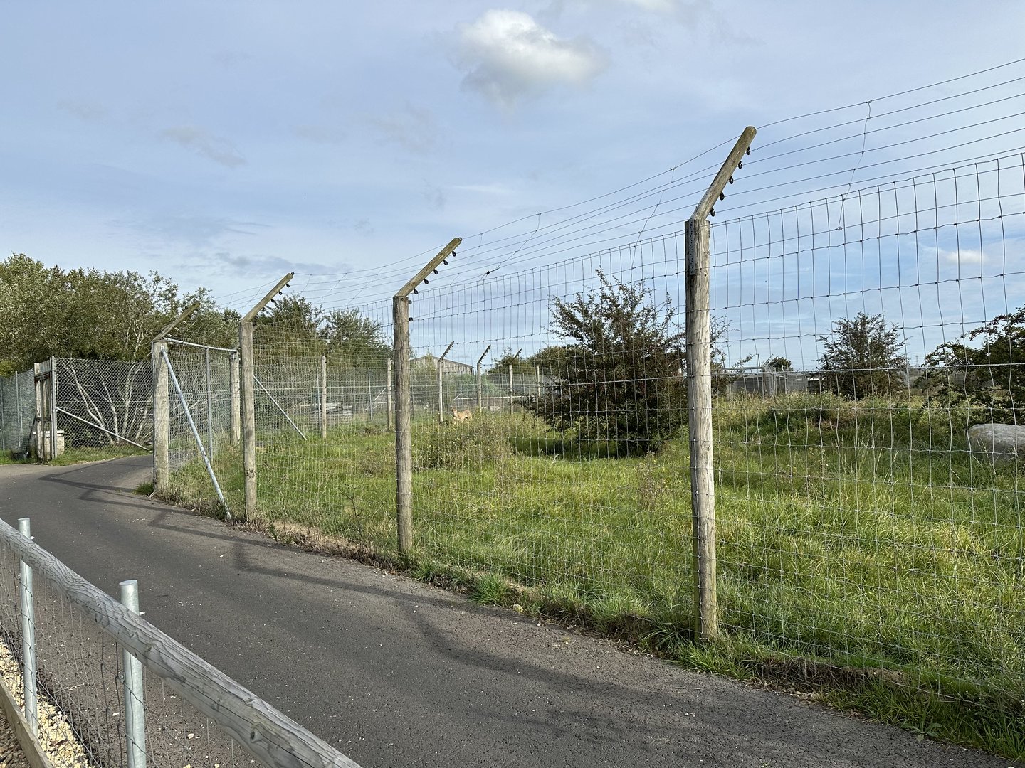Cheetah Enclosure at Hamerton Zoo Park (October 2023)
