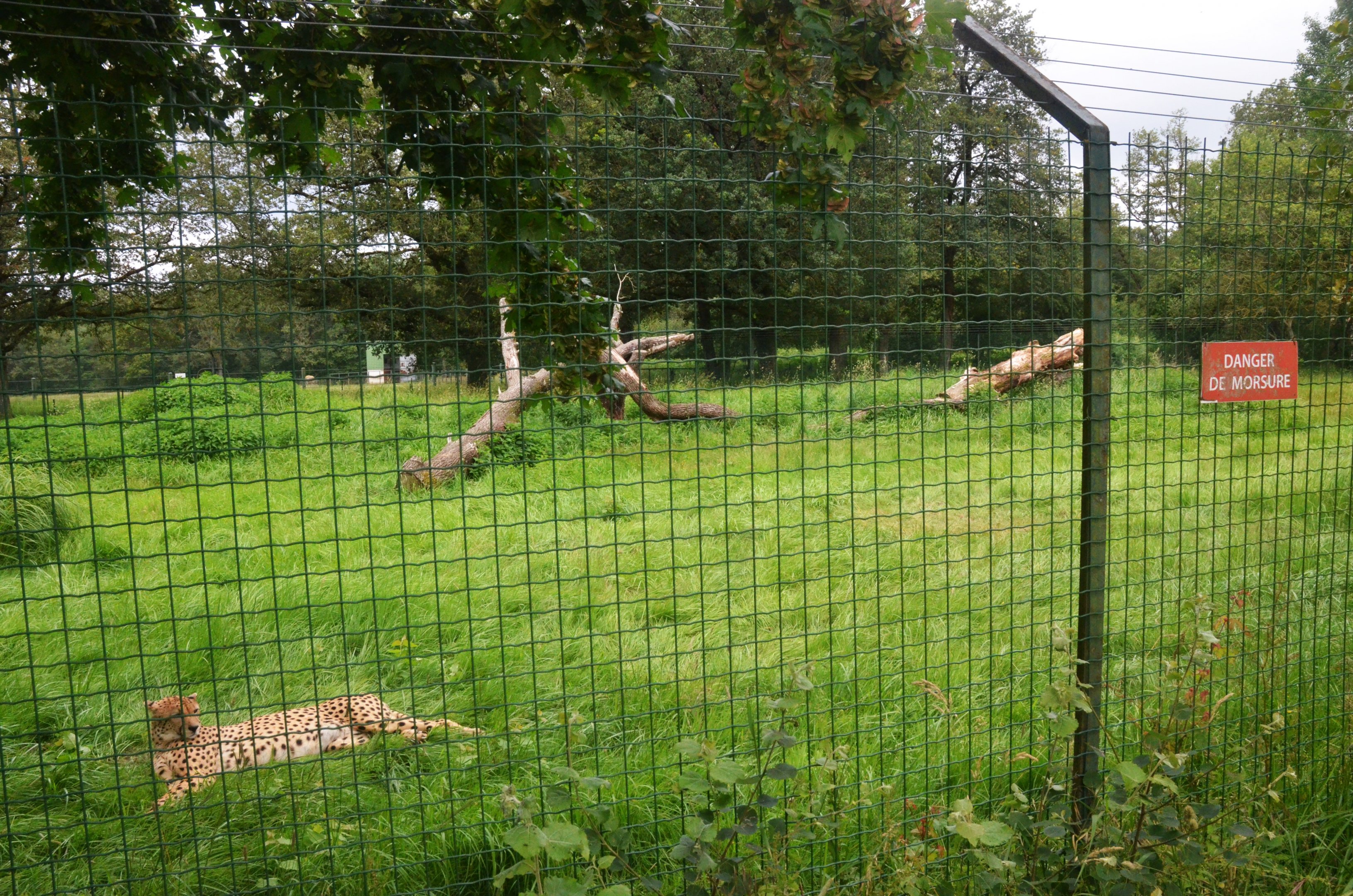 Cheetah Enclosure at Haute-Touche, 14/06/18