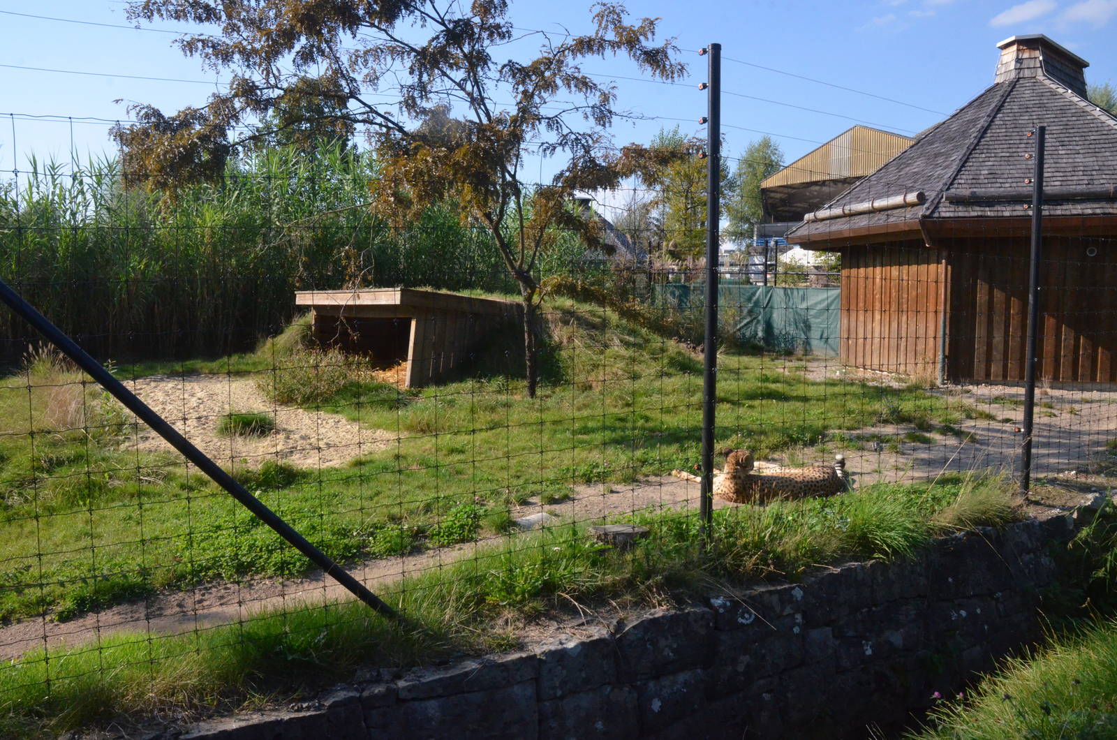 Cheetah Enclosure at Knie Kinderzoo, 11/09/16