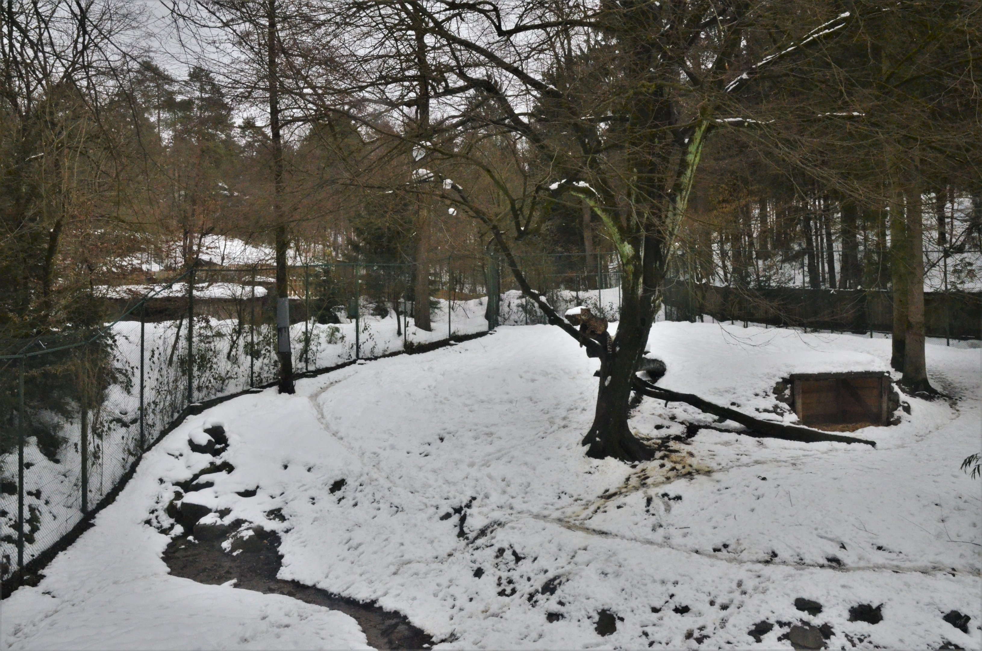 Cheetah Enclosure at Ljubljana Zoo, 07/03/18