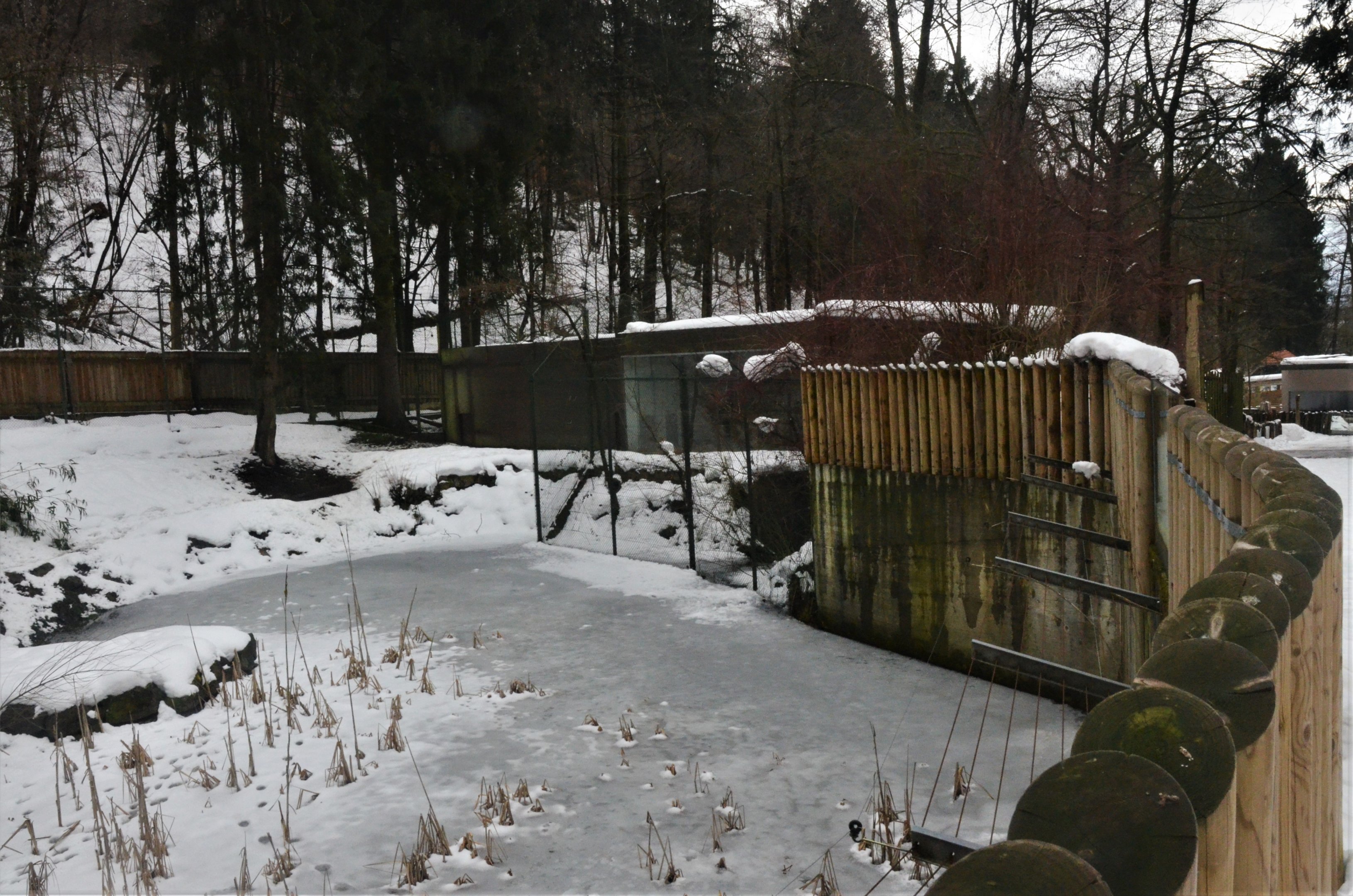 Cheetah Enclosure at Ljubljana Zoo, 07/03/18