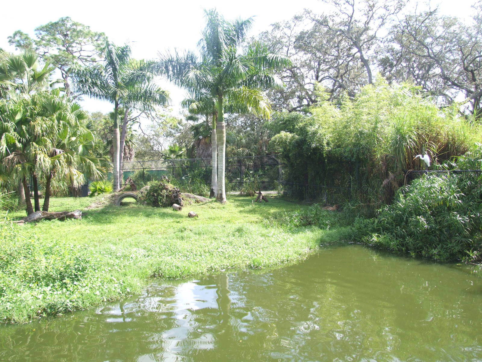 Cheetah Enclosure at Lowry Park, 13/10/13