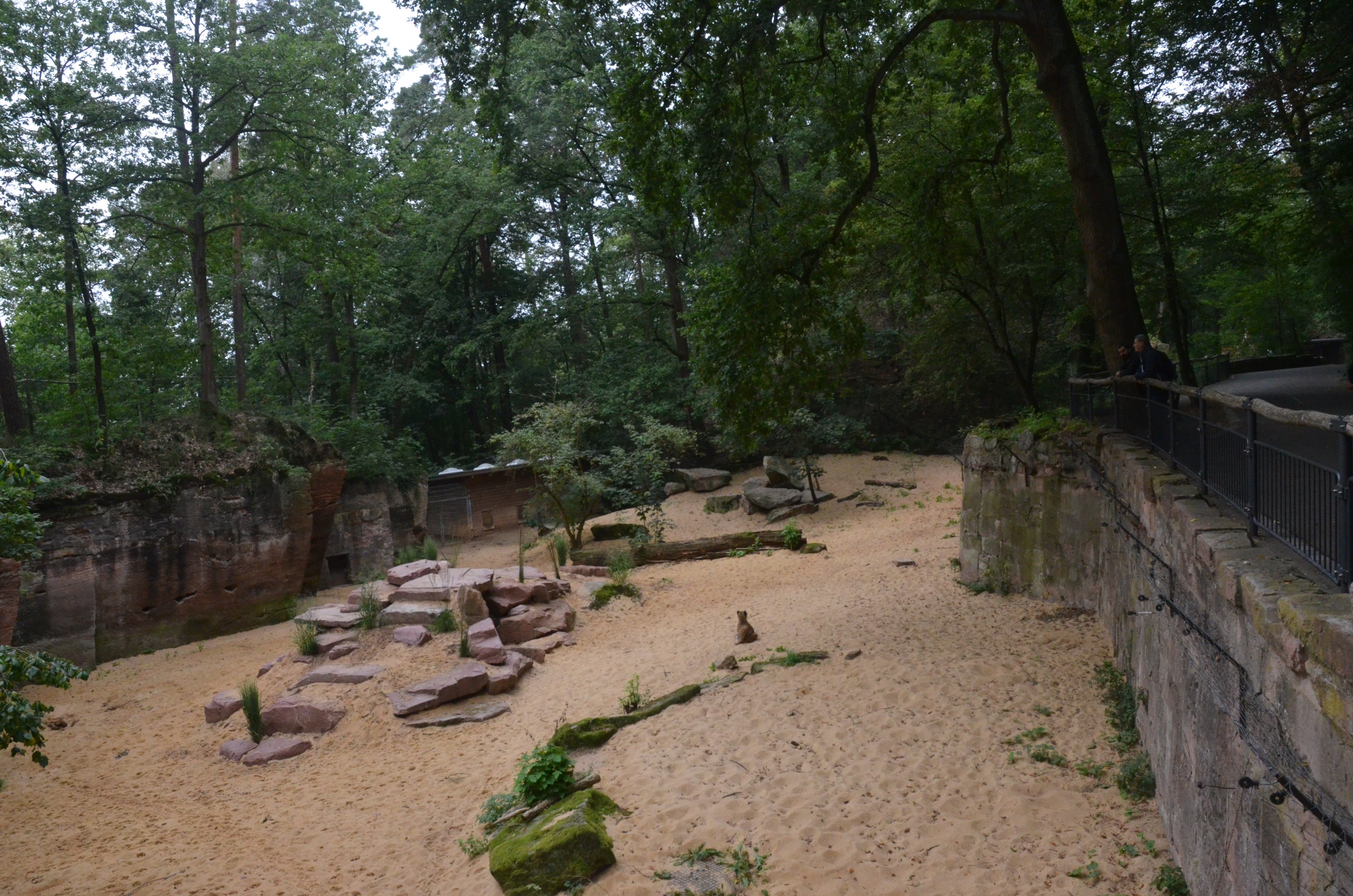 Cheetah Enclosure at Nuremberg, 08/09/19