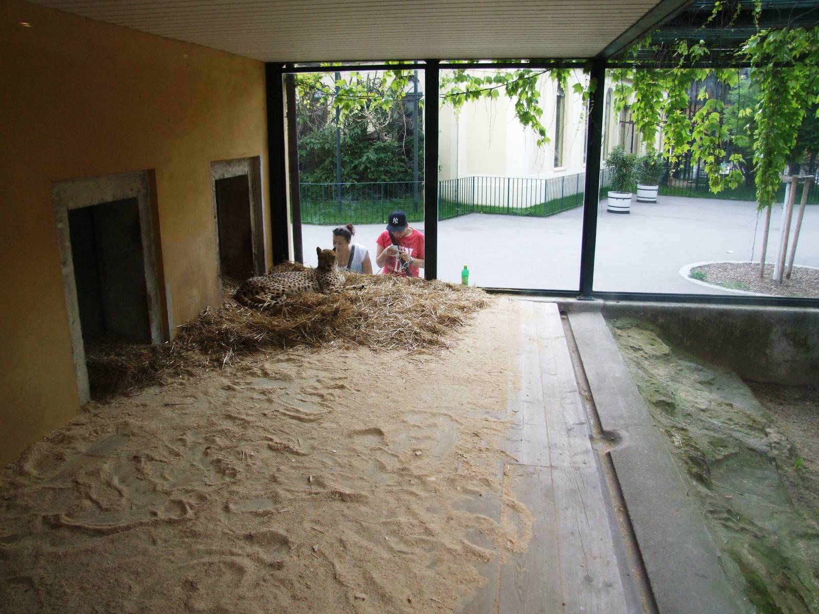 Cheetah Enclosure at Vienna, 14/06/13