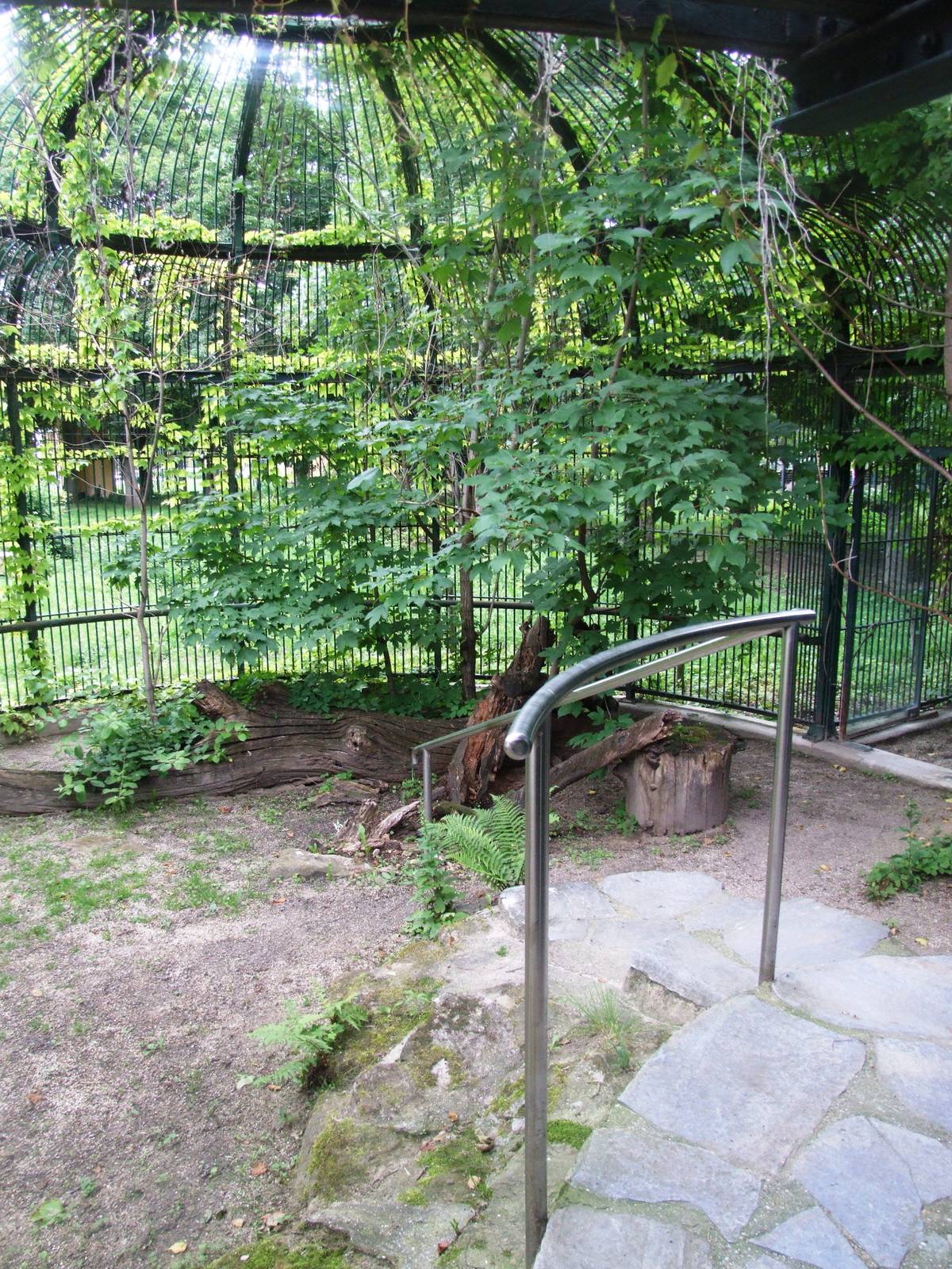 Cheetah Enclosure at Vienna, 14/06/13