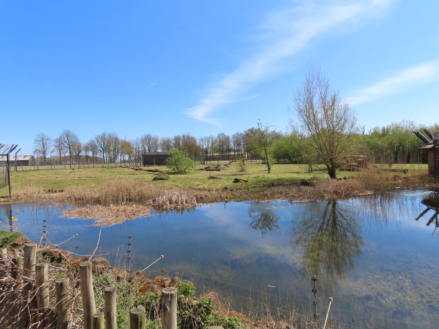 Cheetah Enclosure at ZSL Whipsnade Zoo