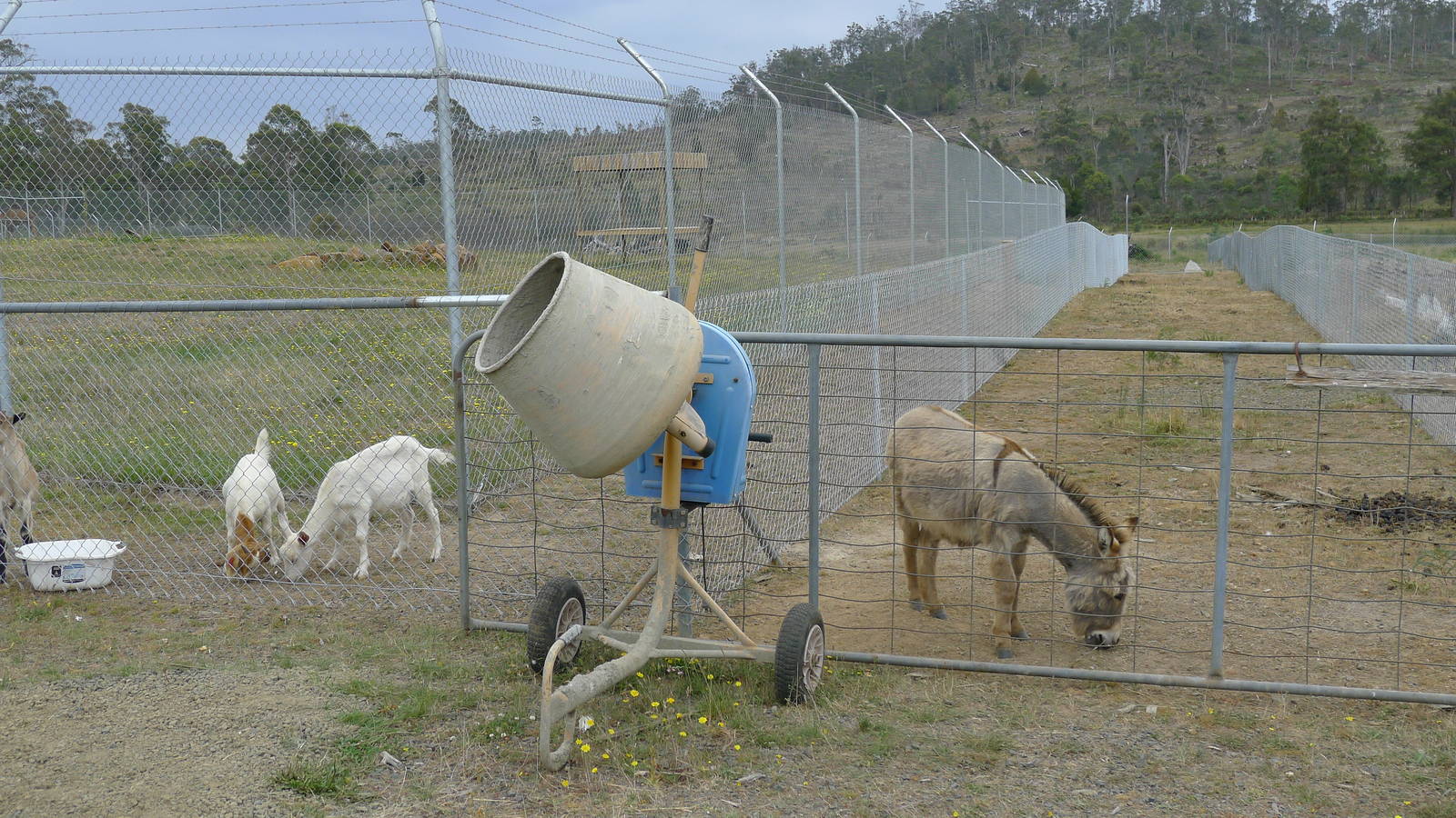 Cheetah enclosure in progress