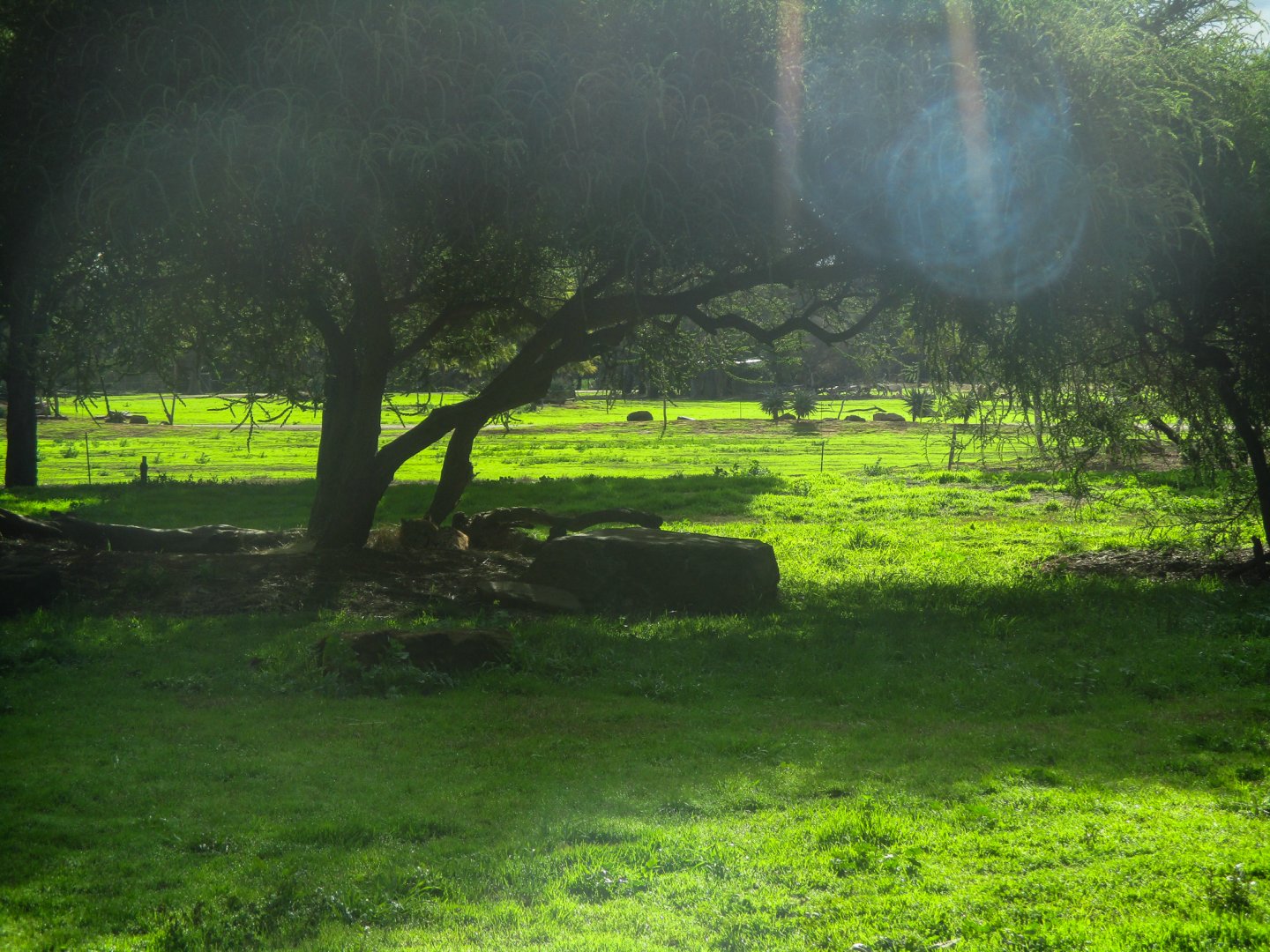 Cheetah Enclosure - June 2016