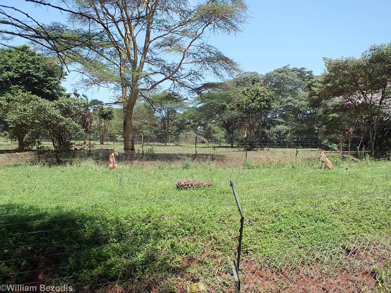 Cheetah Enclosure - Nairobi Safari Walk
