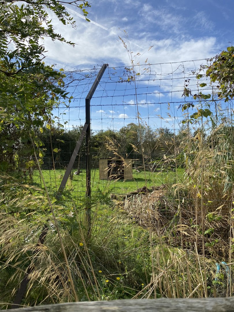 Cheetah enclosure, new shelters, Whipsnade, UK