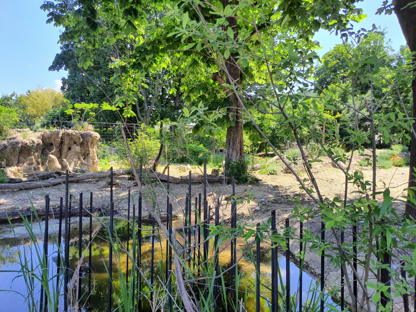 Cheetah enclosure viewpoint
