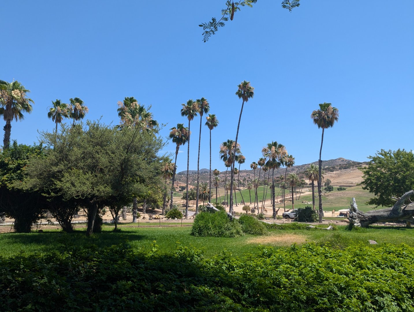 Cheetah Enclosure with African Plains and Giraffes Behind