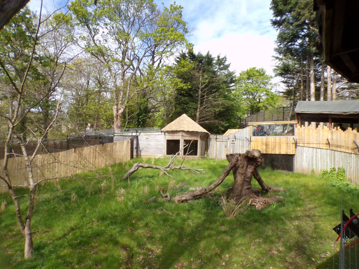Cheetah enclosure with tree chopped down 20.4.25