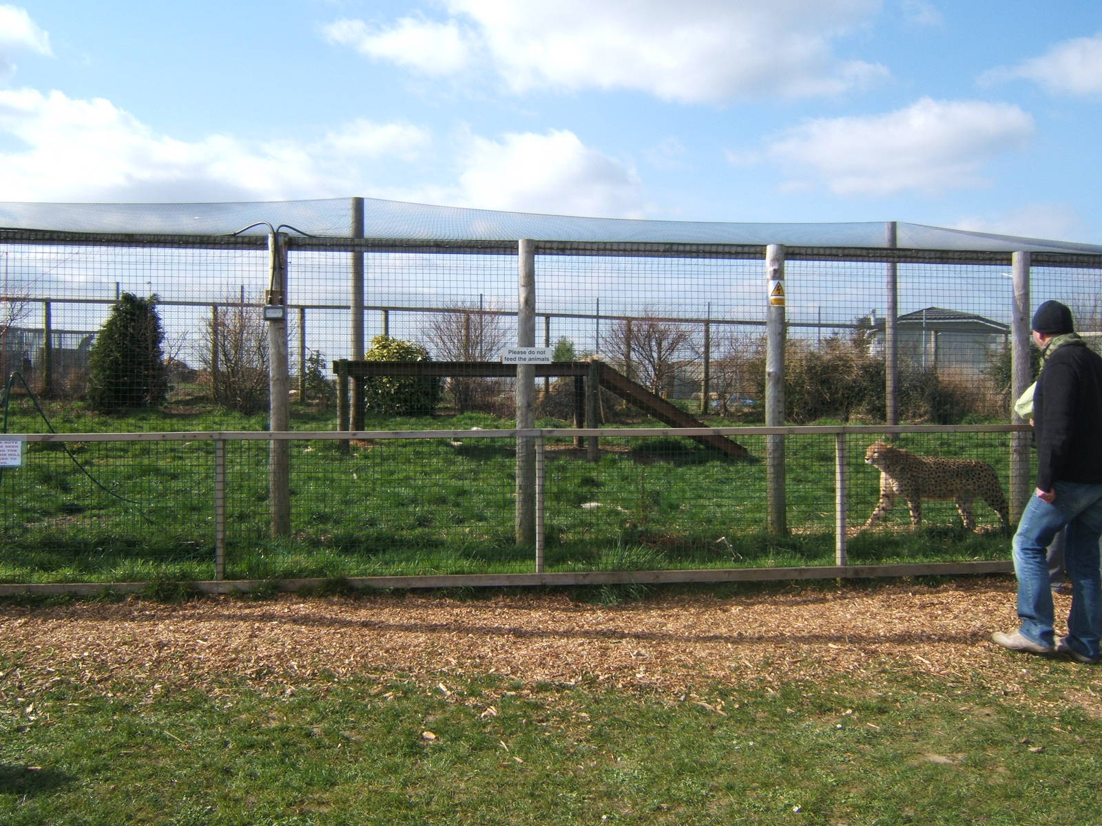 Cheetah enclosure