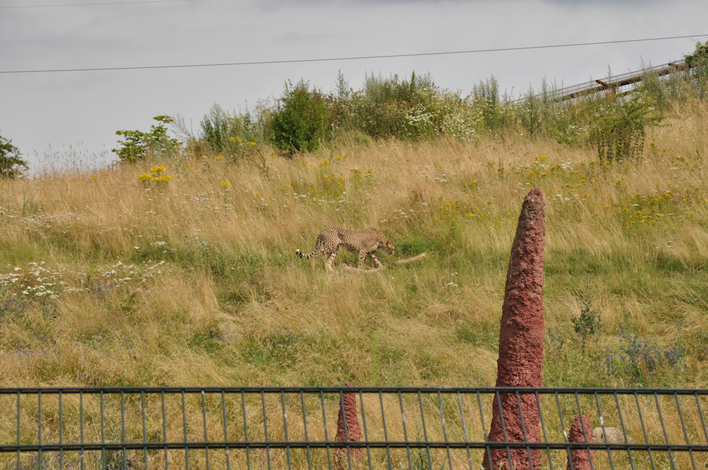 Cheetah Enclosure