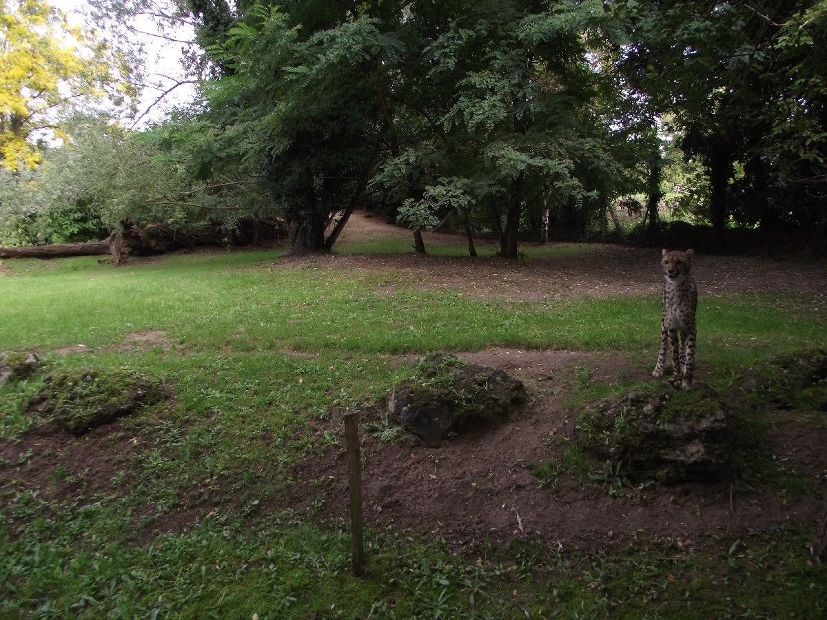 Cheetah Enclosure