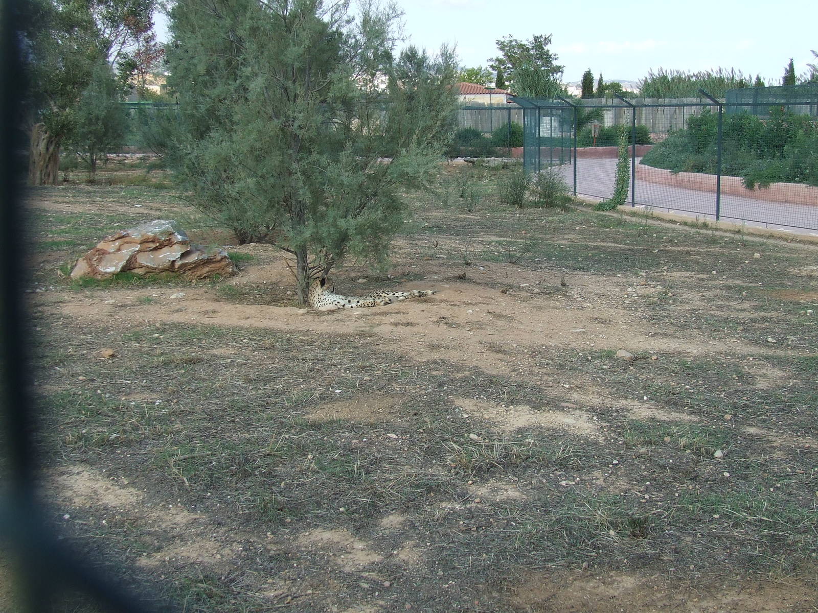 Cheetah enclosure
