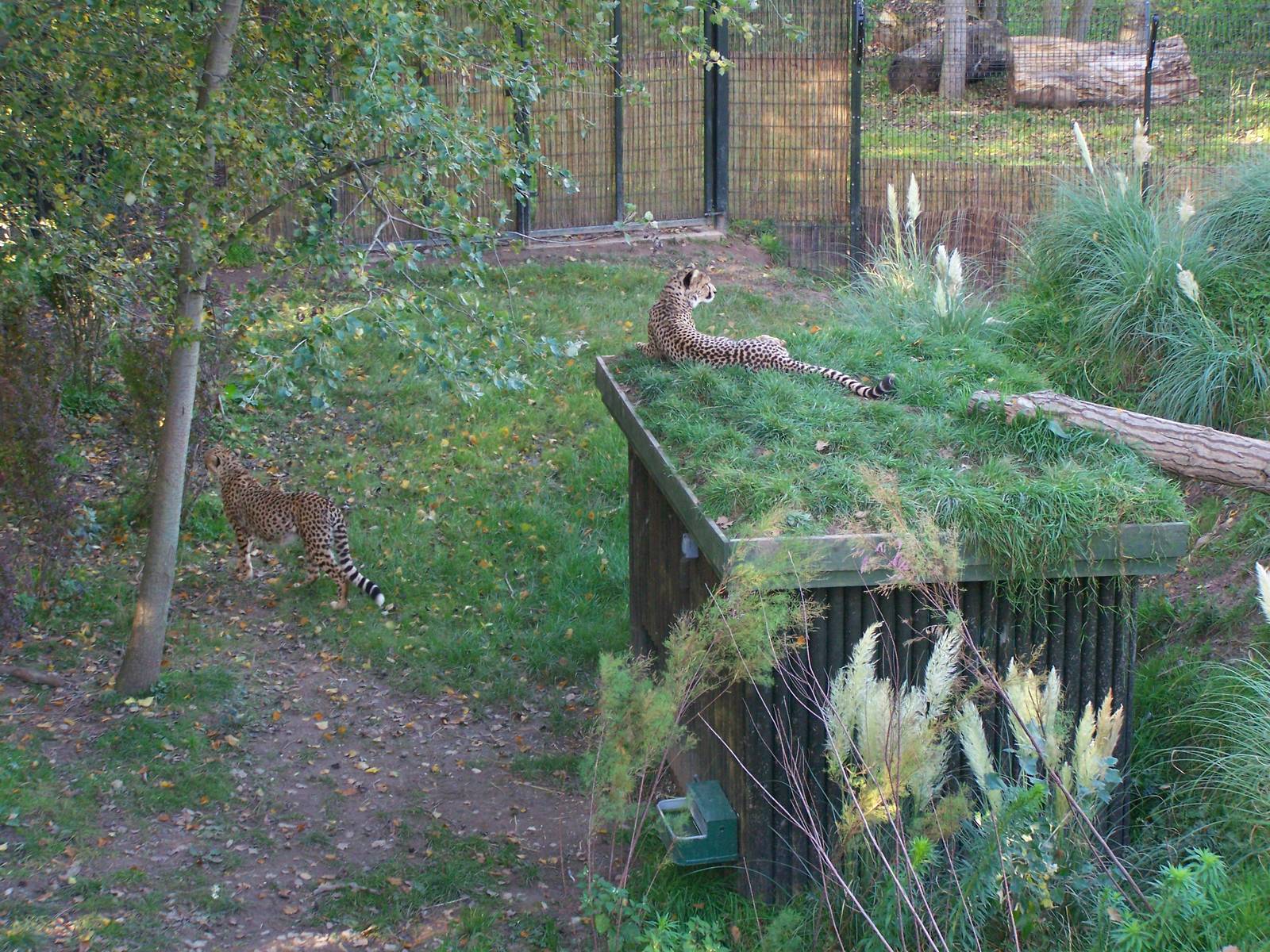 Cheetah Enclosure