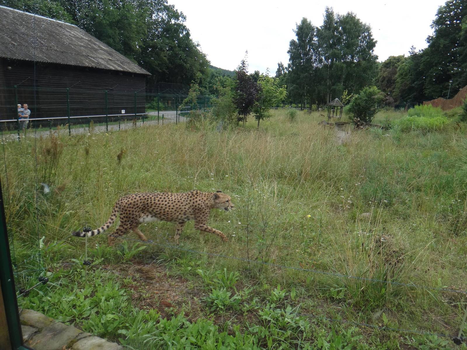 Cheetah enclosure