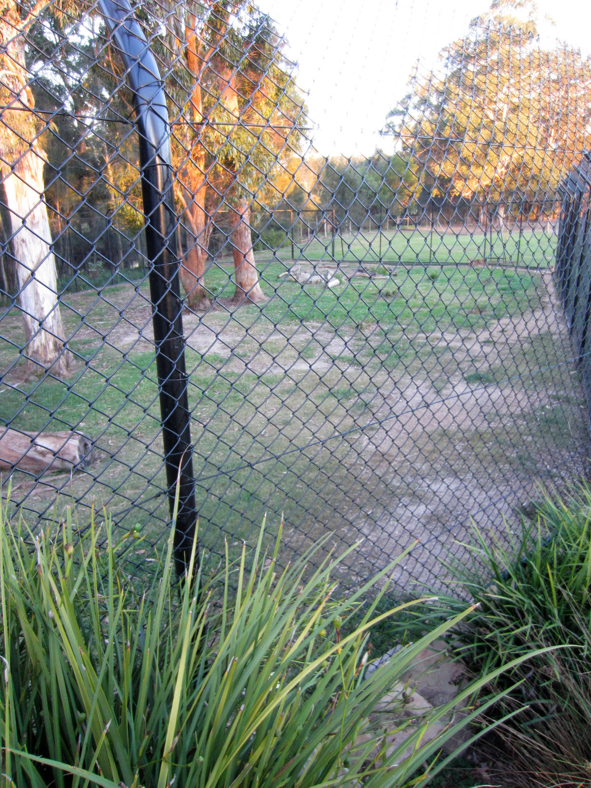 Cheetah Enclosure