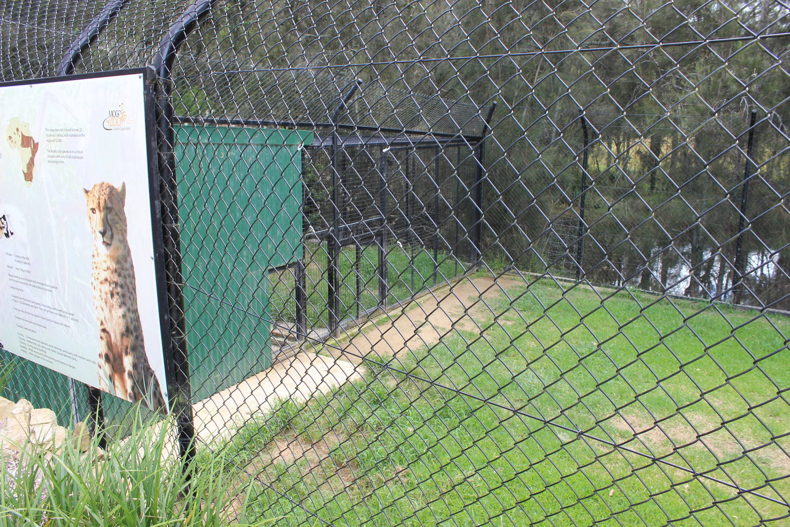 Cheetah enclosure