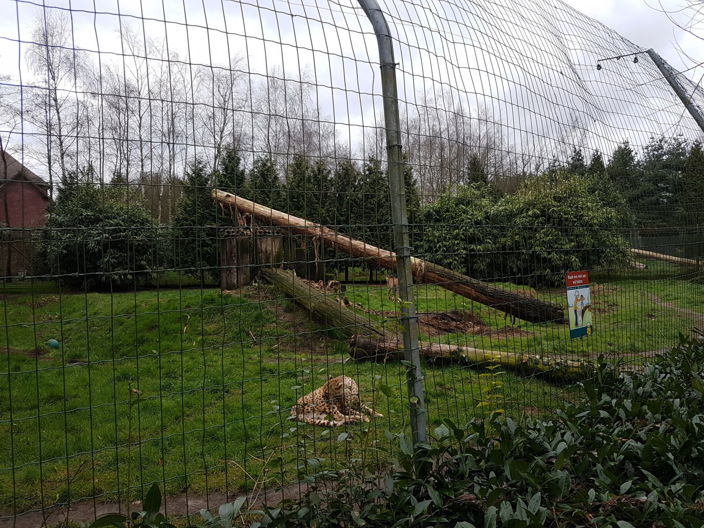 Cheetah-enclosure