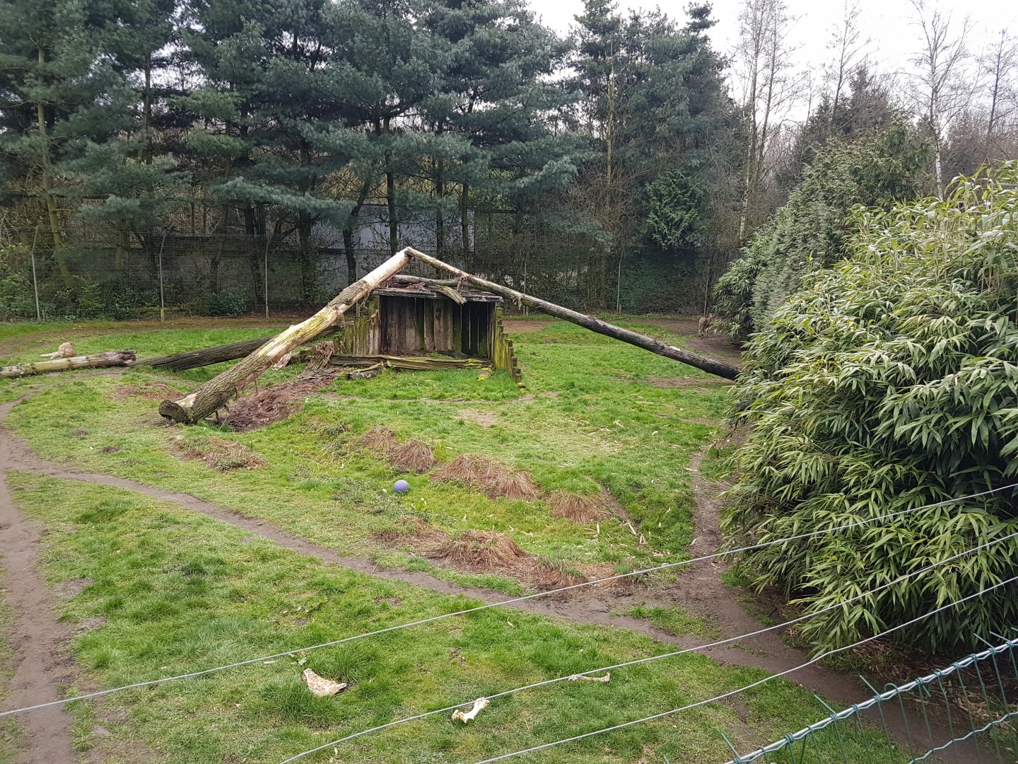 Cheetah-enclosure