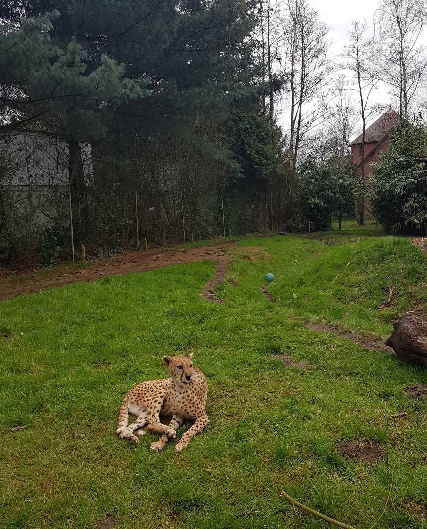Cheetah-enclosure