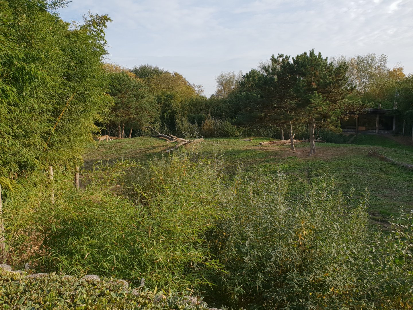 Cheetah-enclosure
