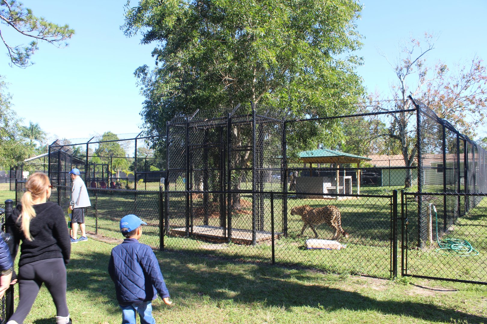 Cheetah Enclosure