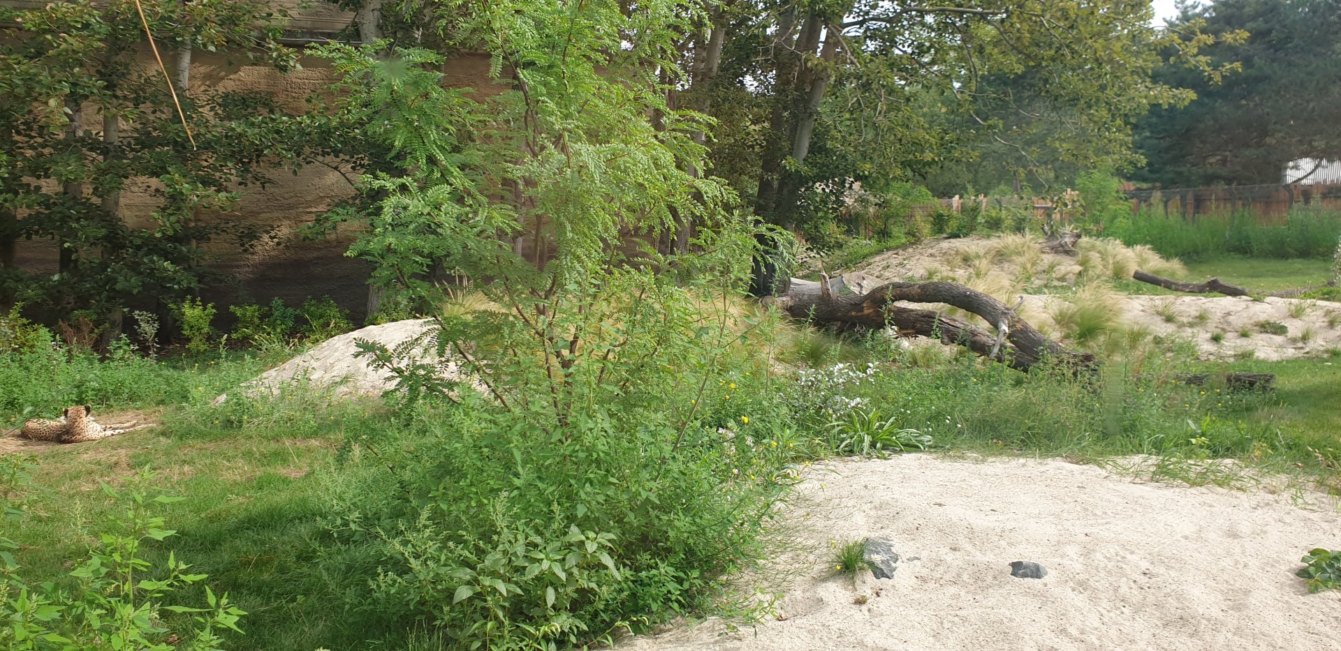 Cheetah enclosure