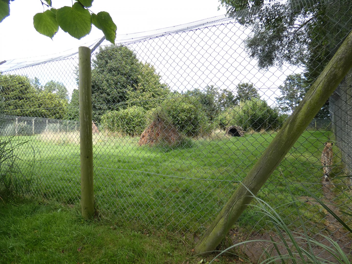 Cheetah enclosure