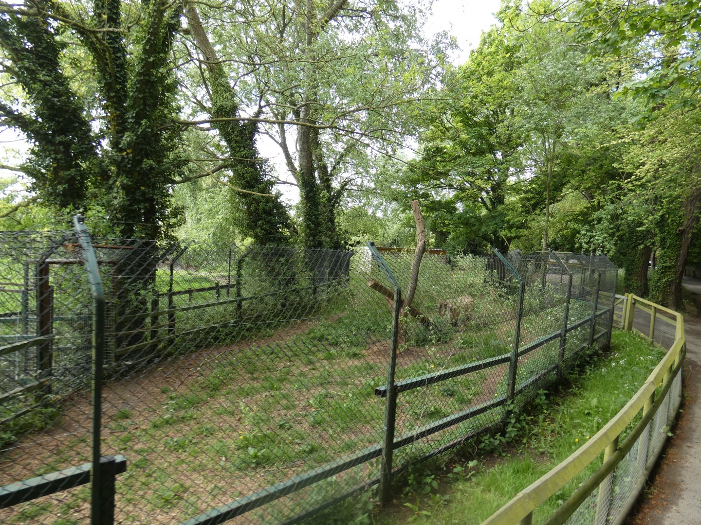 Cheetah enclosure
